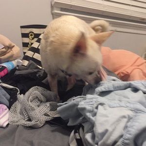 Meet your Posher, Amber